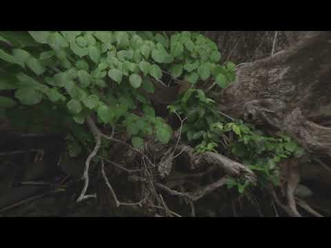 11. safe place ft. juno | visualiser