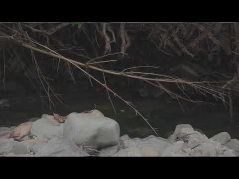 07. ribbits | visualiser